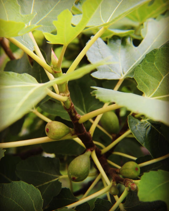 The Sweet Rewards of Growing and Consuming Figs