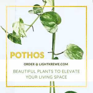 Live Pothos Plant